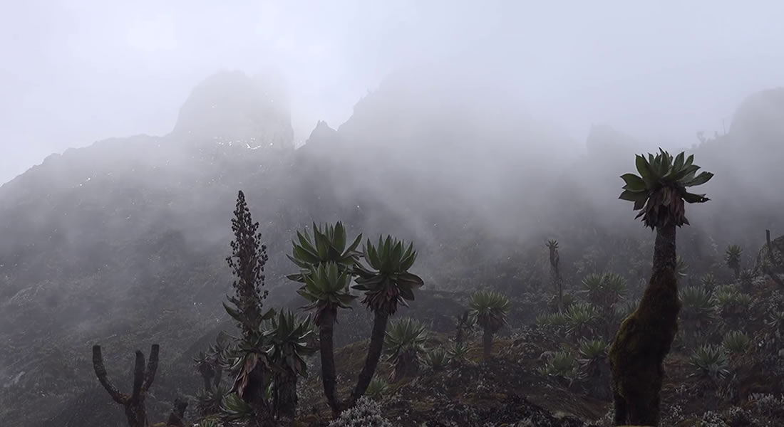 Mountain Hiking in Uganda