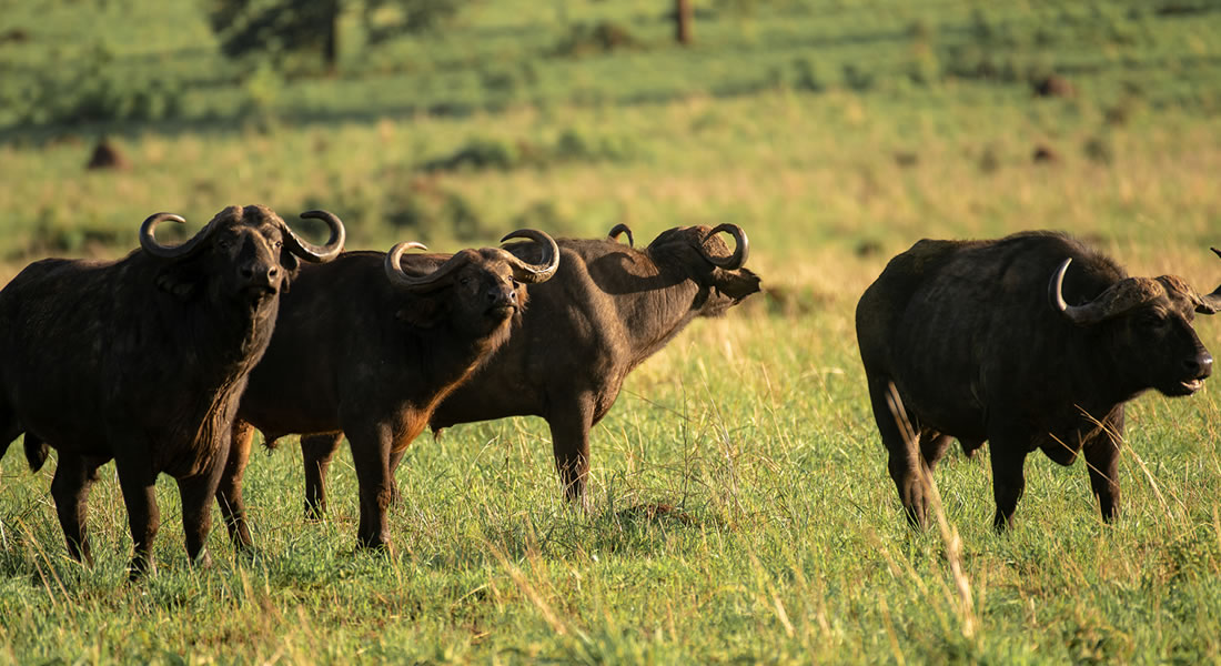 Buffaloes spotted in Kidepo Valley National Park
