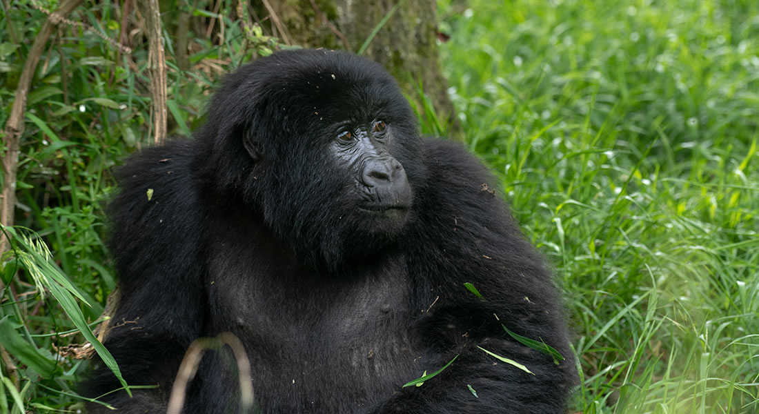 Gorilla in Bwindi Impenetrable National Park