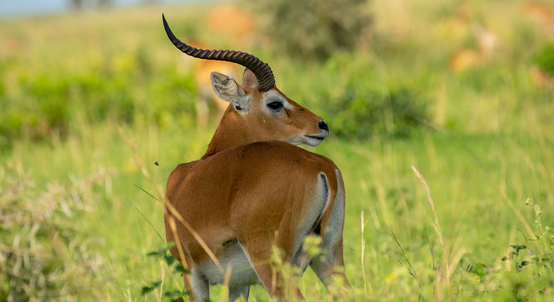 kob in Uganda