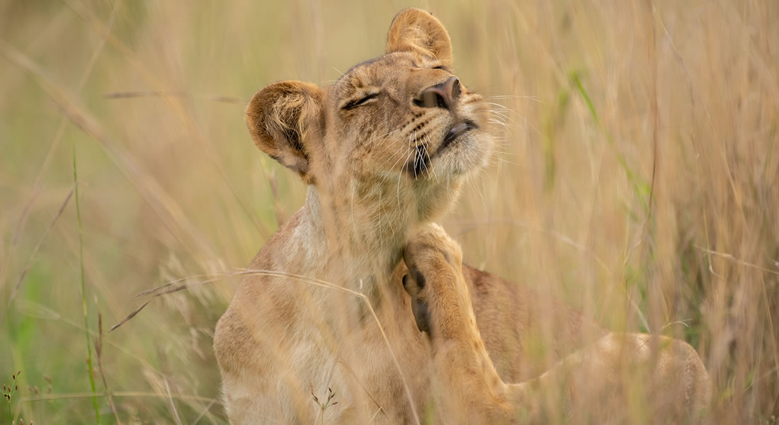 lion in Murchison Falls National Park