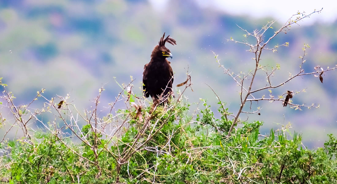 Bird Watching is popular in Akagera National Park