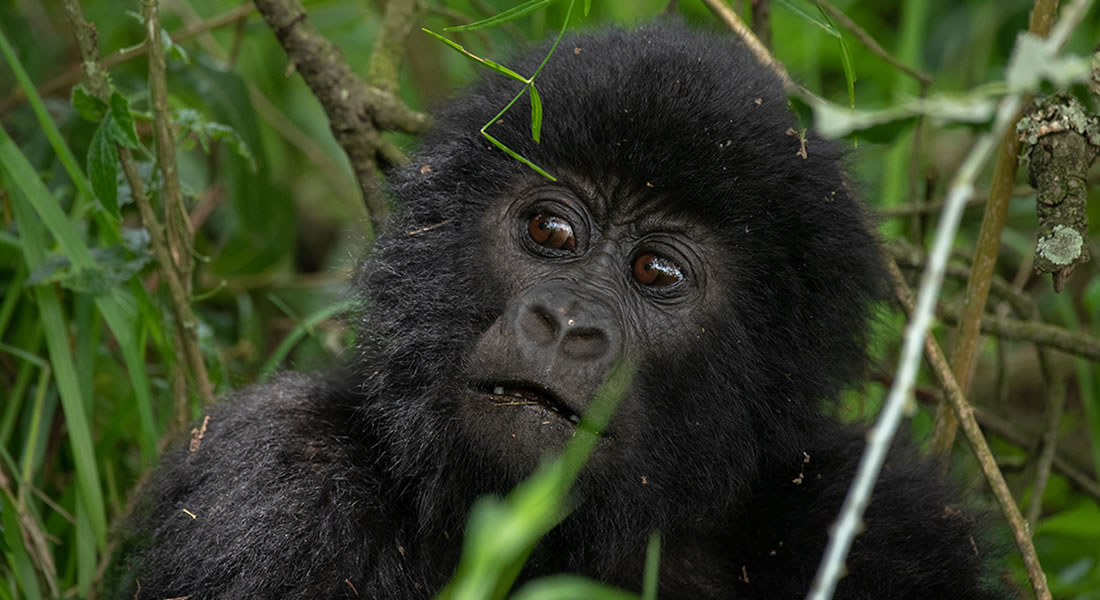 Cost of Uganda Gorilla Trekking Permits
