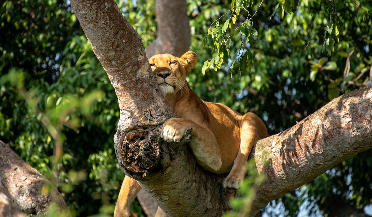 lion in Queen Elizabeth National Park
