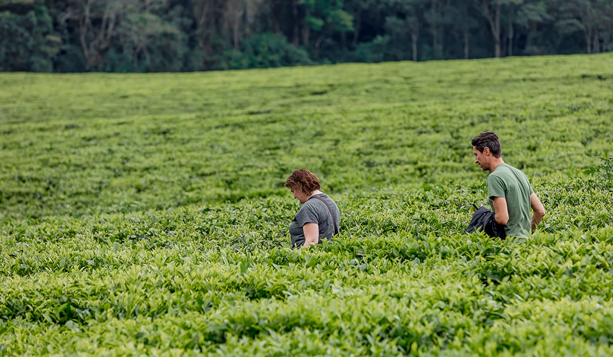 Nyungwe Tea Tours