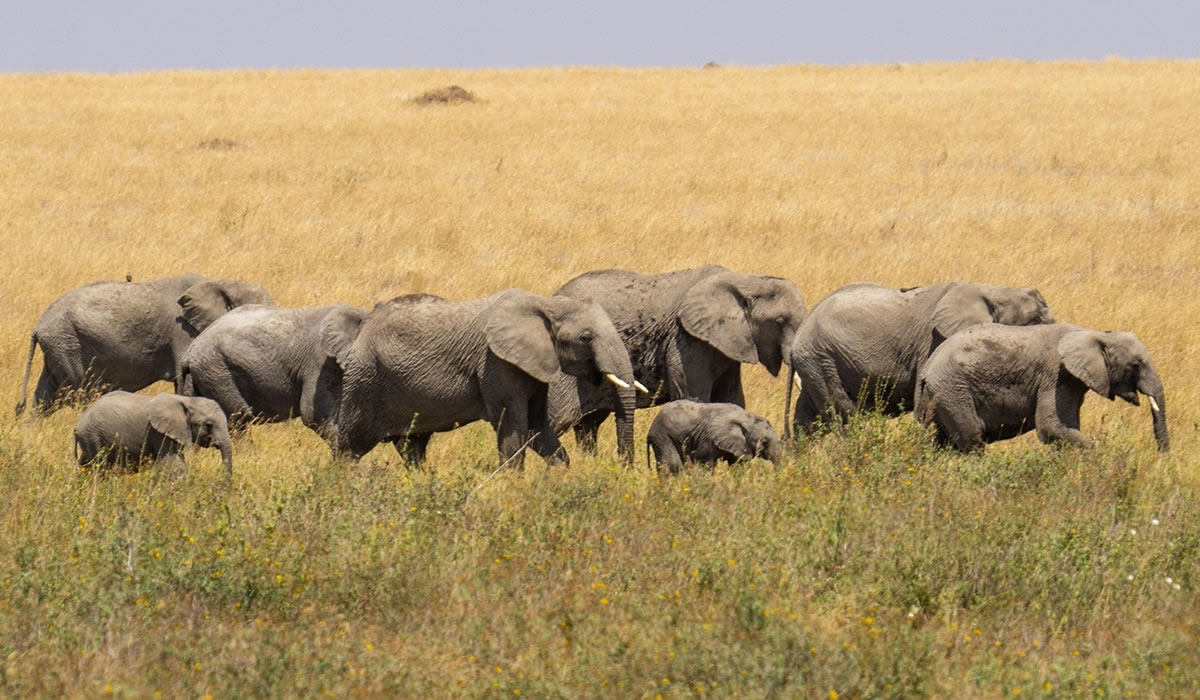 Facts About Tanzania as a Tourist Destination