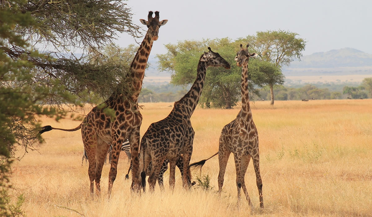 Facts About Tanzania as a Tourist Destination
