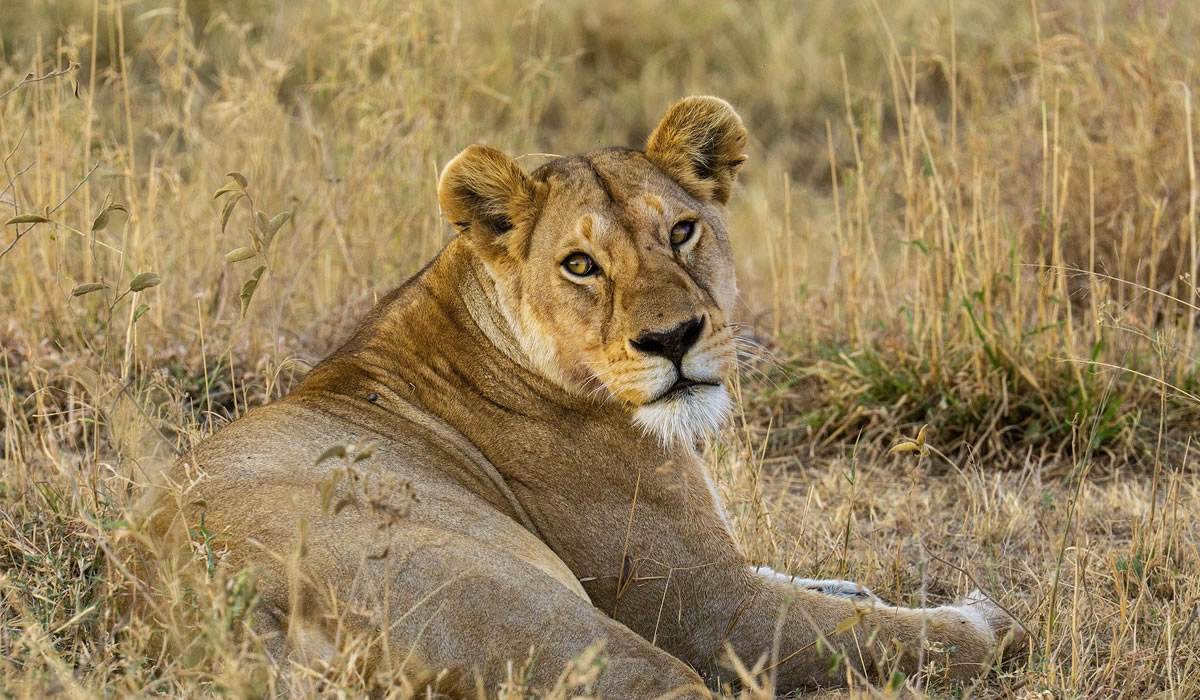 lion in Tanzania