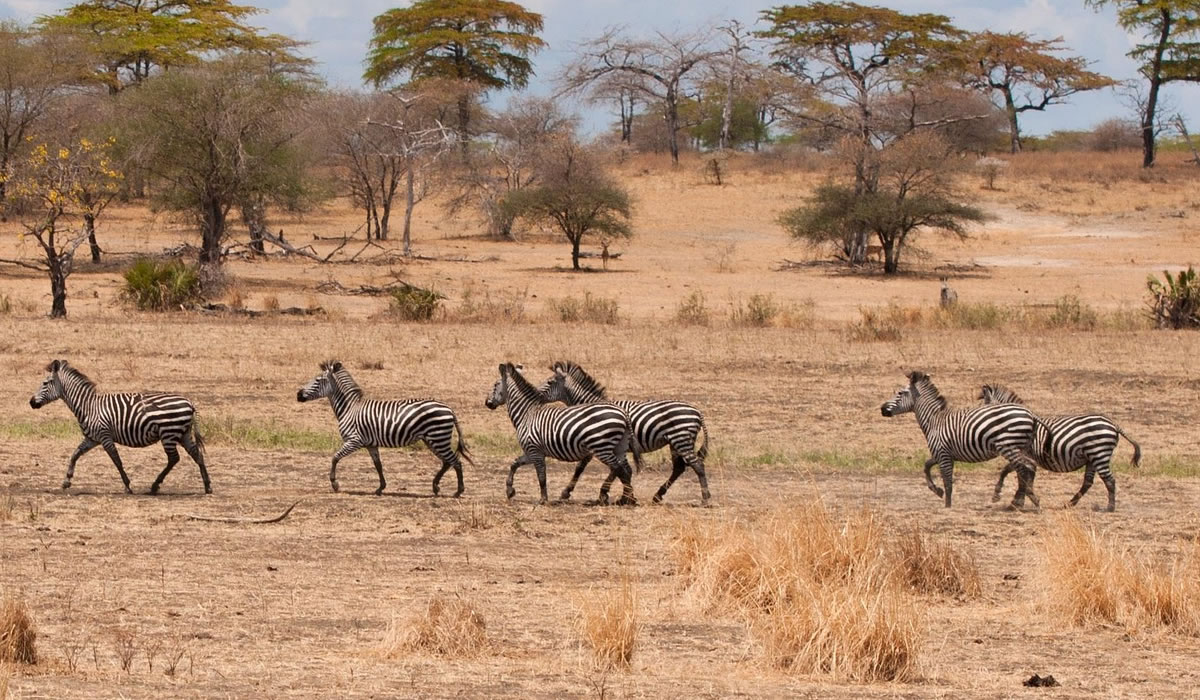 Zebras in Tanzania