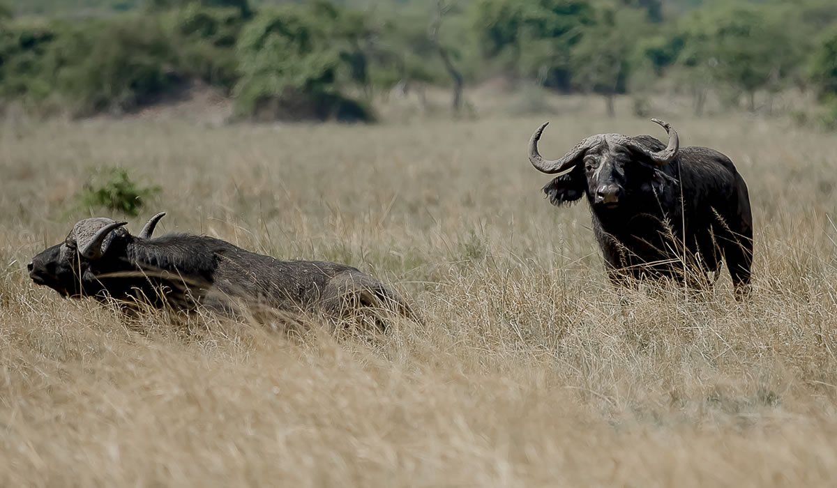 Things to do in Rwanda