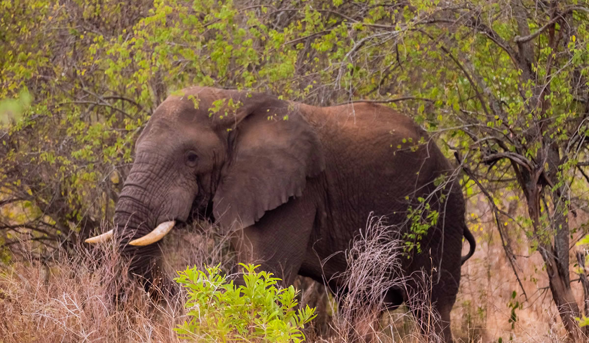 elephant in Akagera