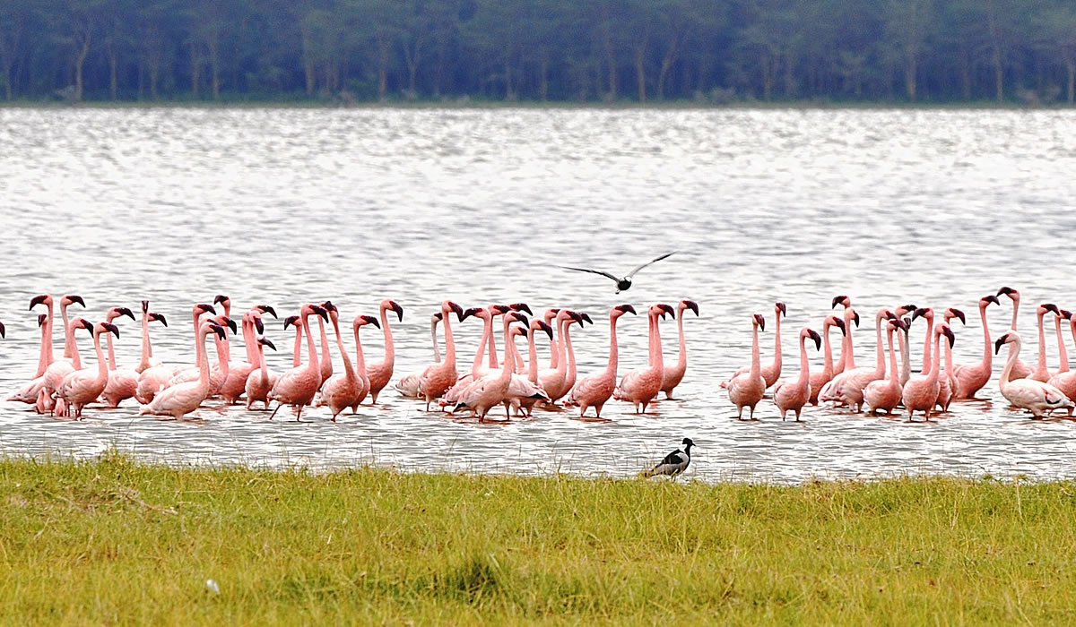 birding in Kenya