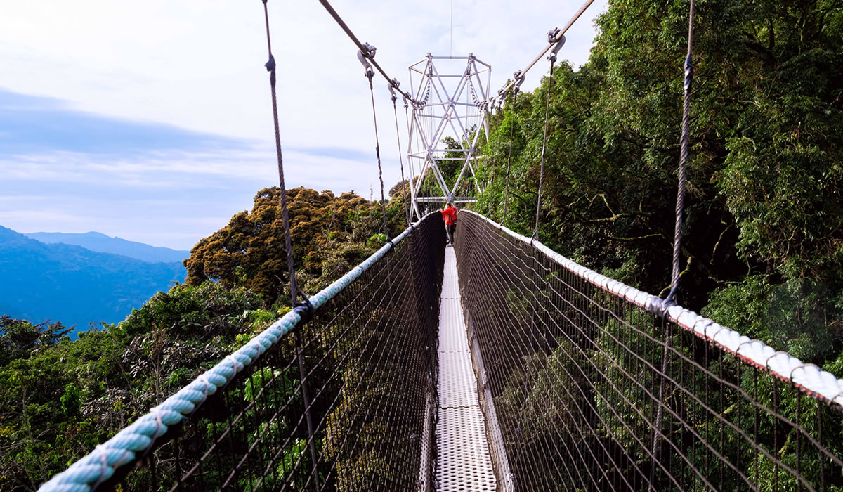 canopy walkway in Nyungwe
