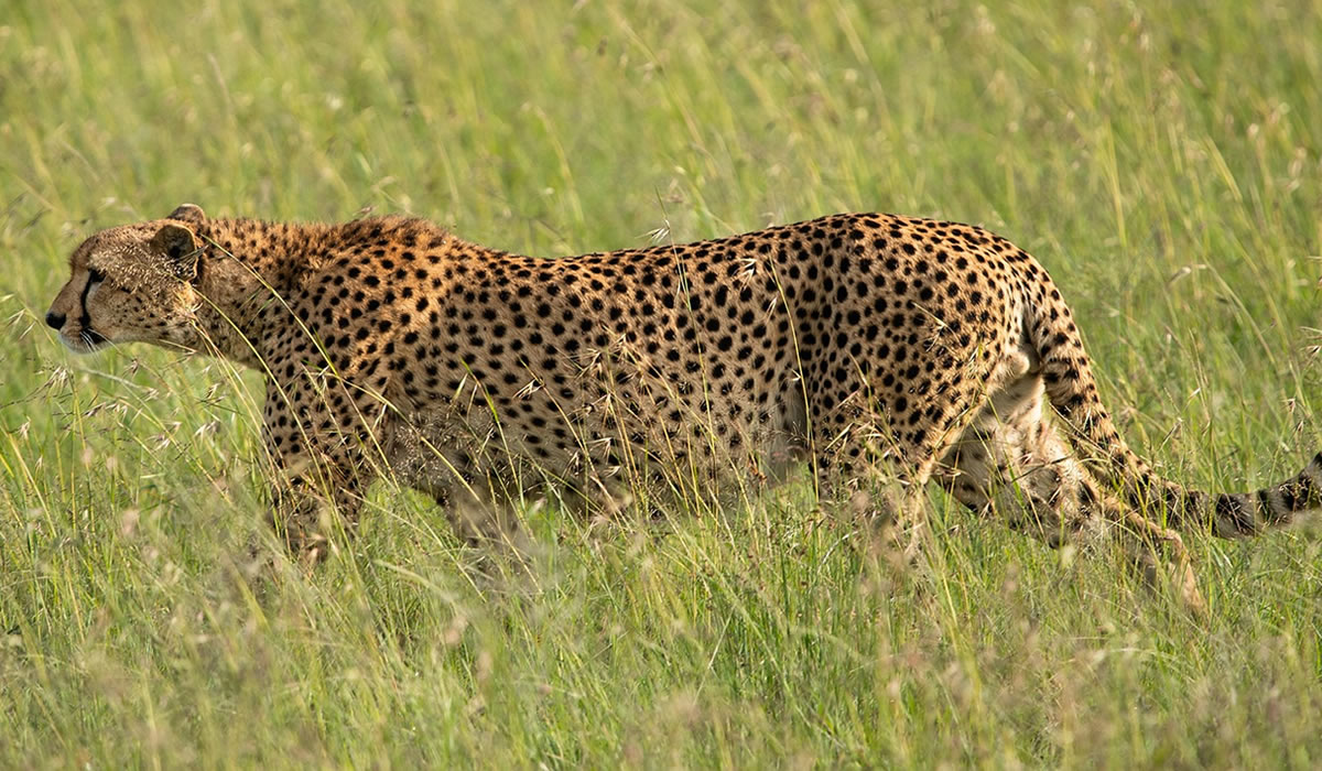Facts About Kenya as a Tourist Destination