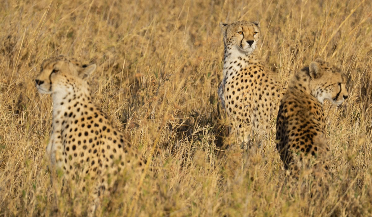 cheetahs in Tanzania