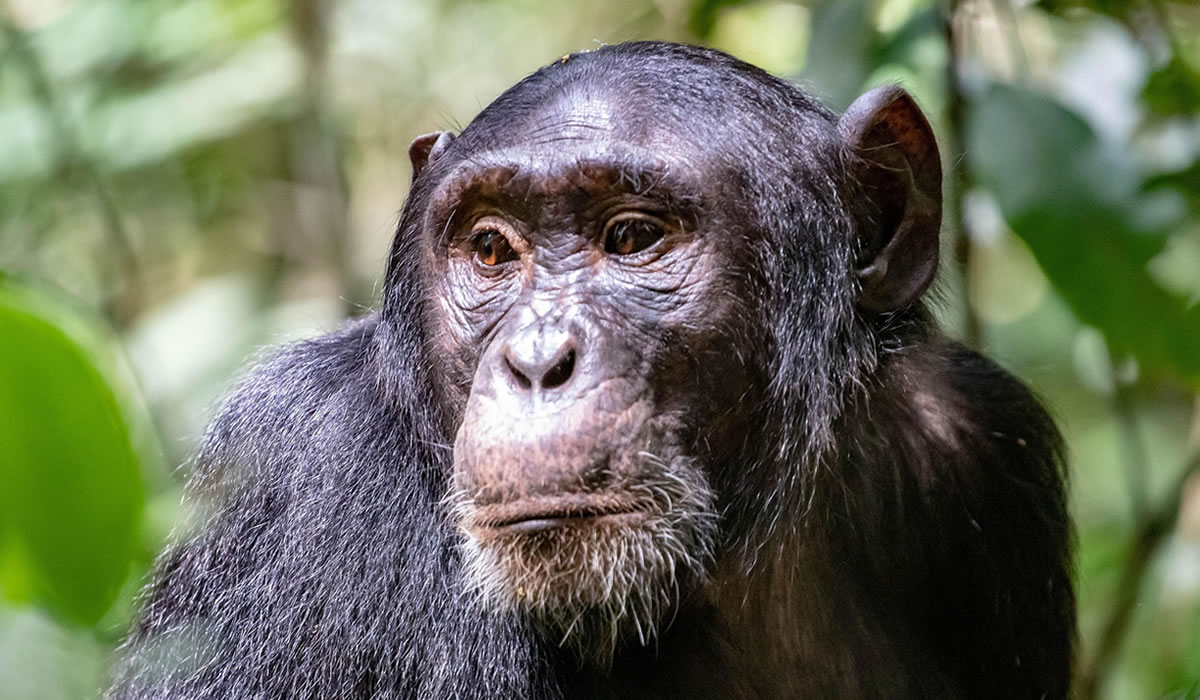 Chimpanzee in Tanzania