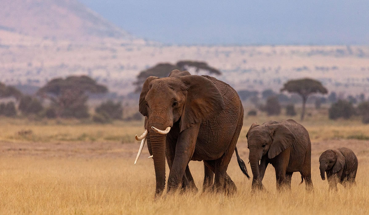 elephants in Kenya