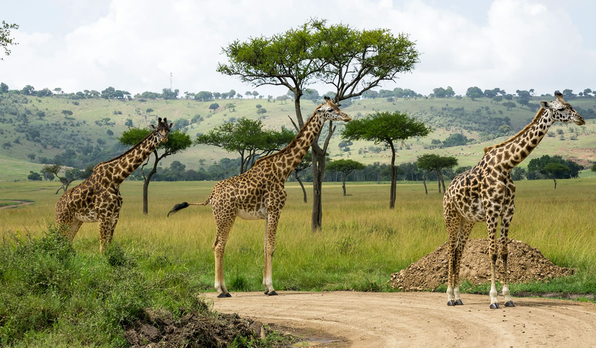 giraffes spotted in Kenya