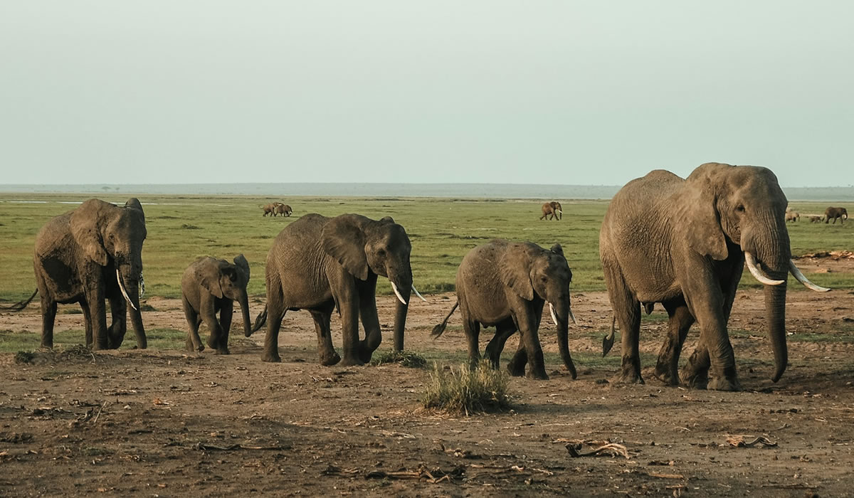 Kenya National Parks