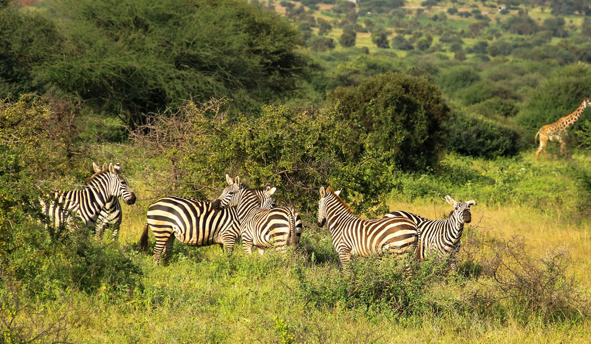 Kenya National Parks