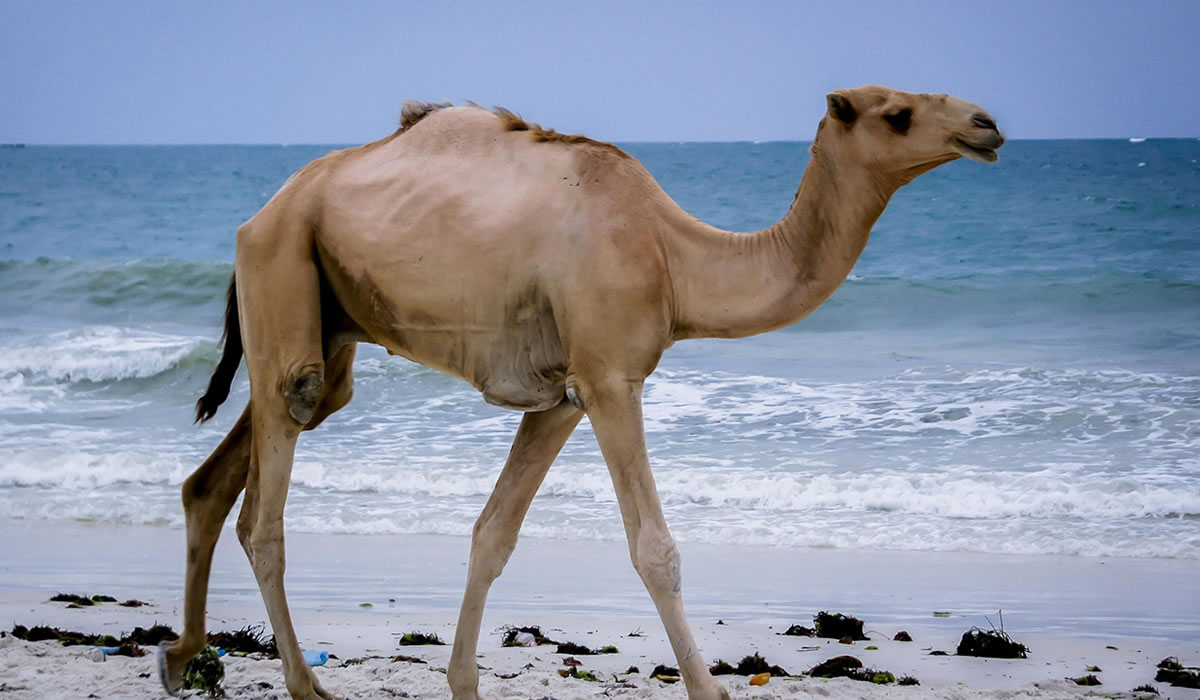 Kenyan coast