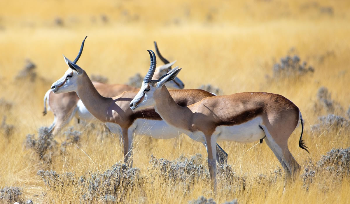 Kora National Park