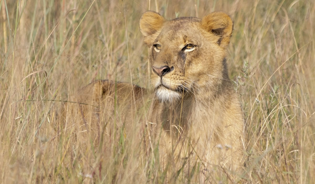 Kenya National Parks