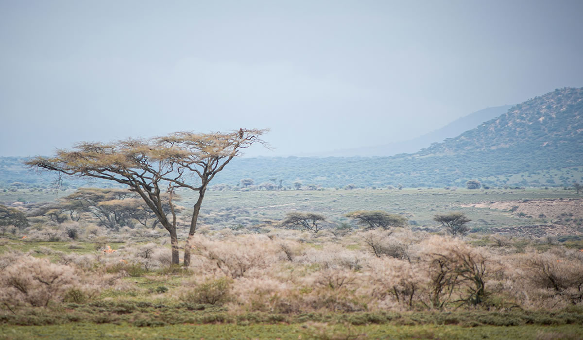 Meru National Park