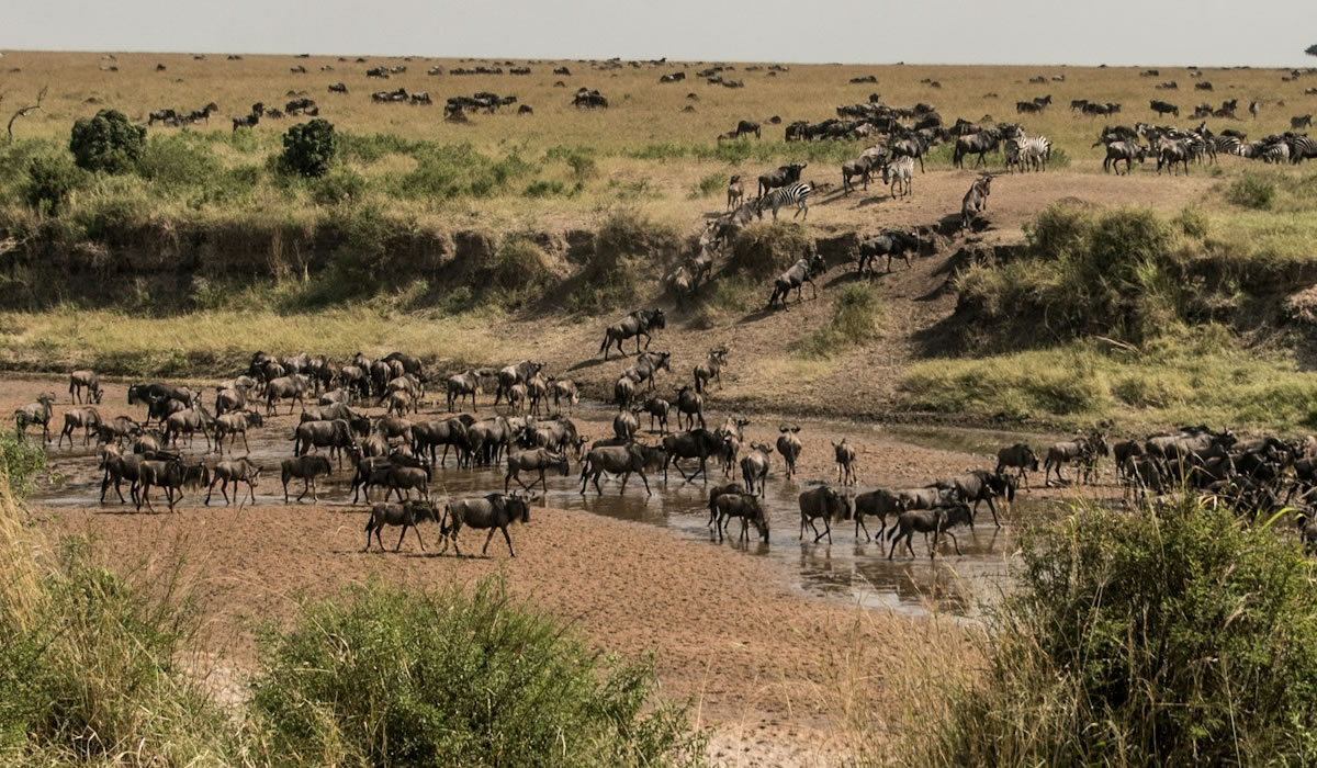 Serengeti