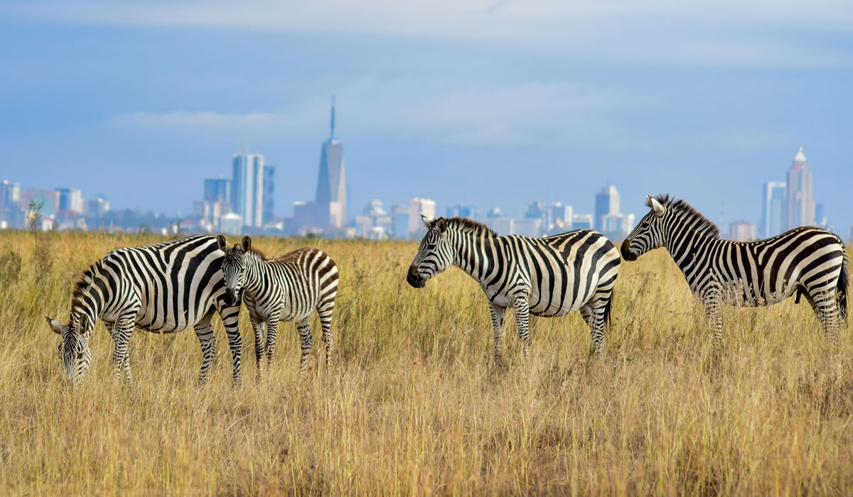Tourist Things to do in Kenya, Nairobi National Park