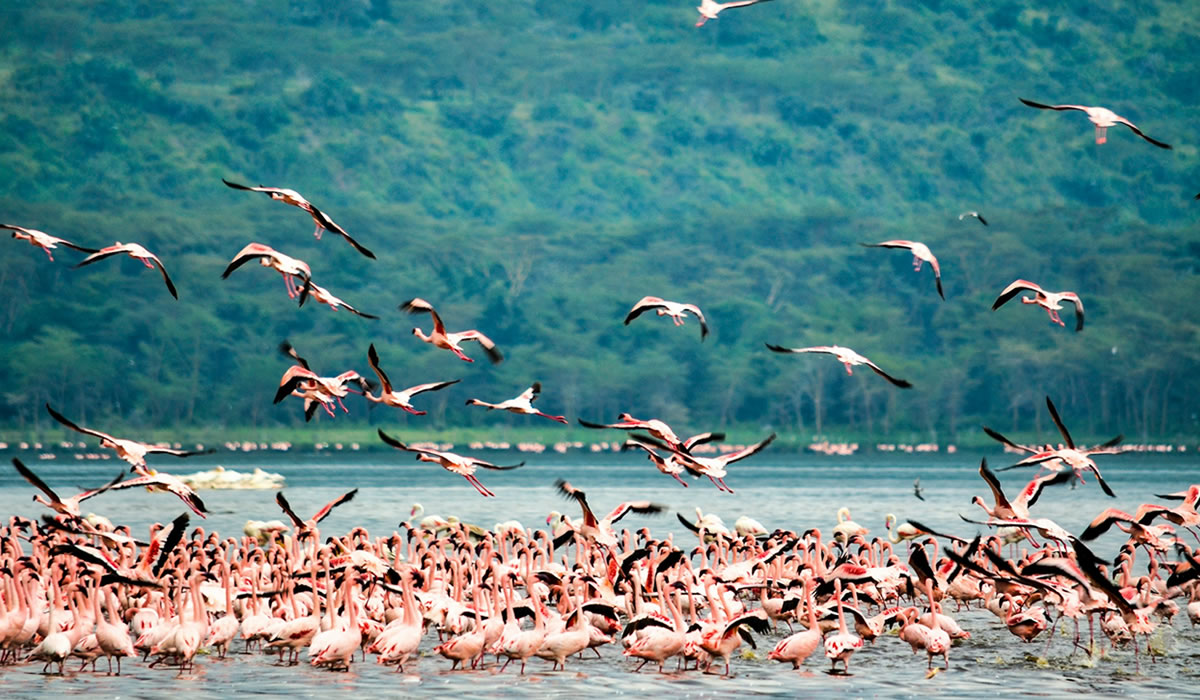Visit Lake Nakuru, Lake Nakuru National Park
