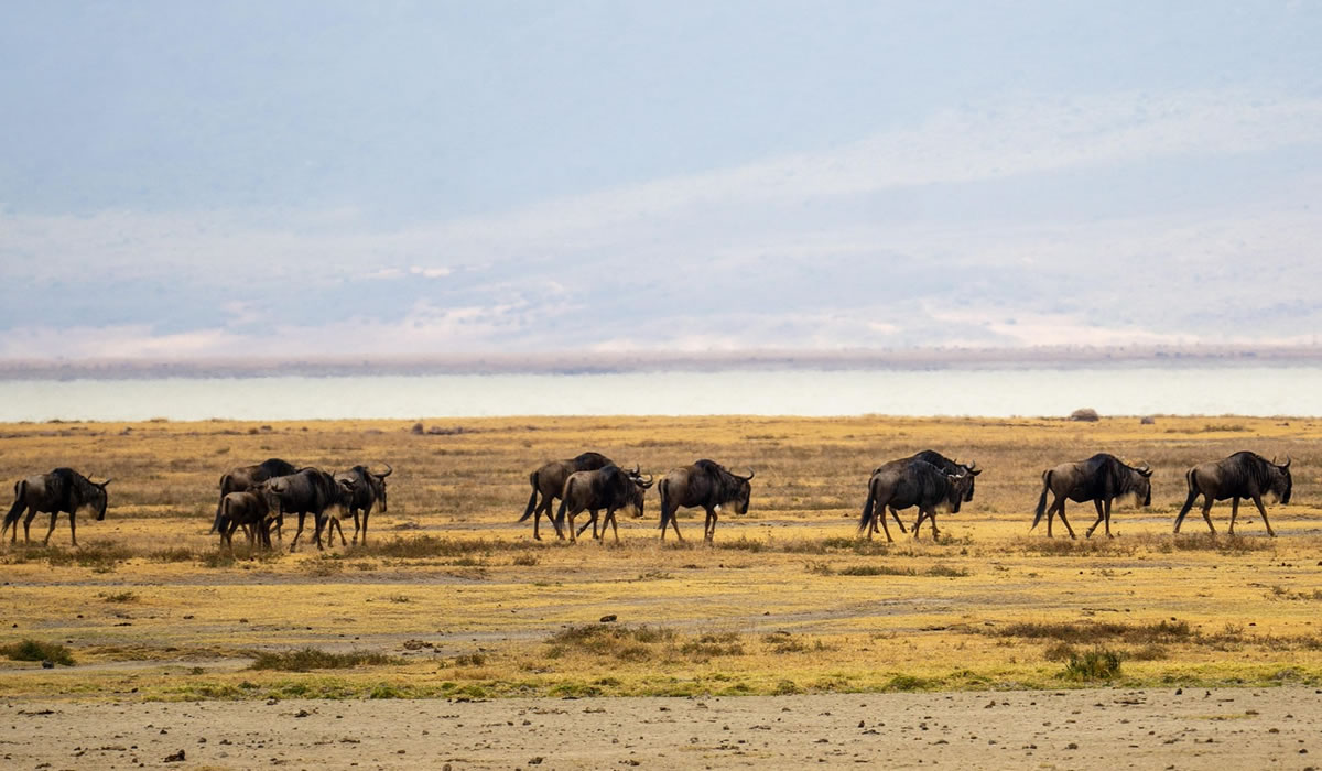 Ngorongoro Crater