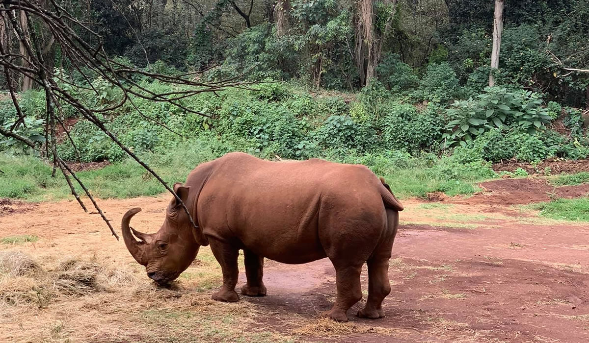 rhino at Nairobi Safari Walk