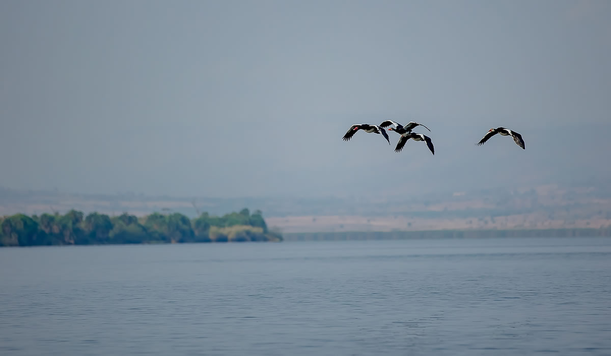 birding in Rwanda