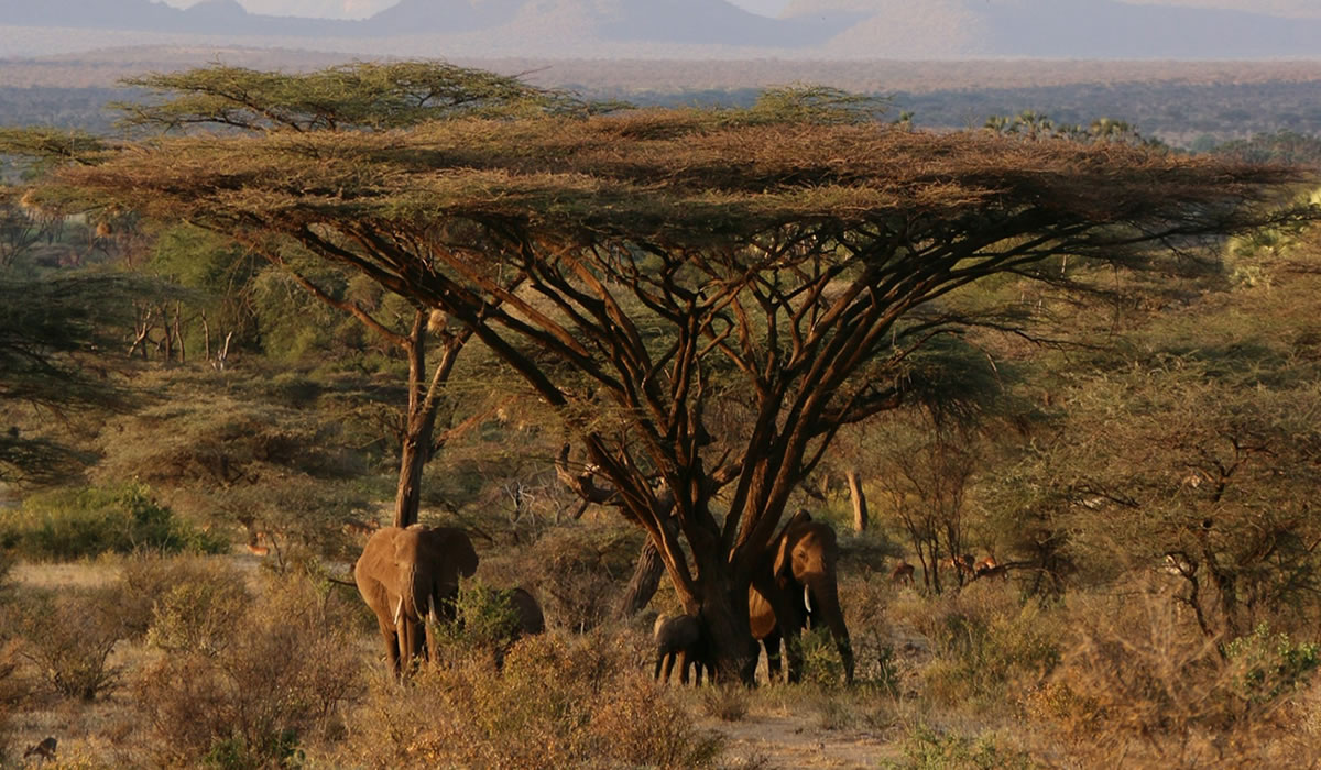 Tourist Things to do in Kenya, Samburu National Reserve
