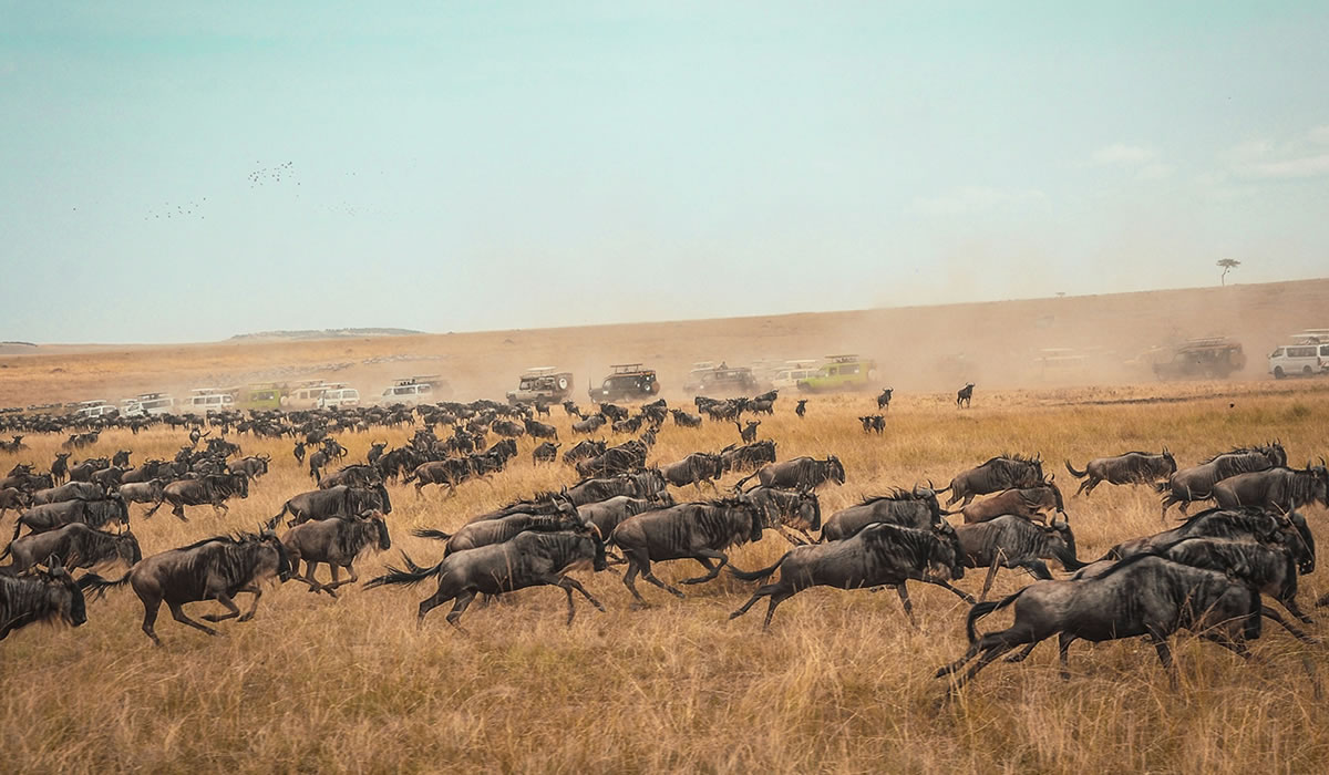The Great Wildebeest Migration