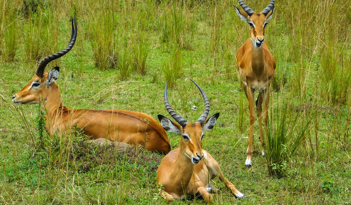 Kobs in Nyerere National Park