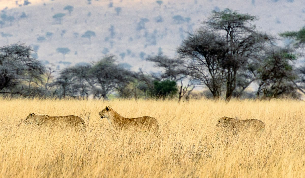 Serengeti National Park