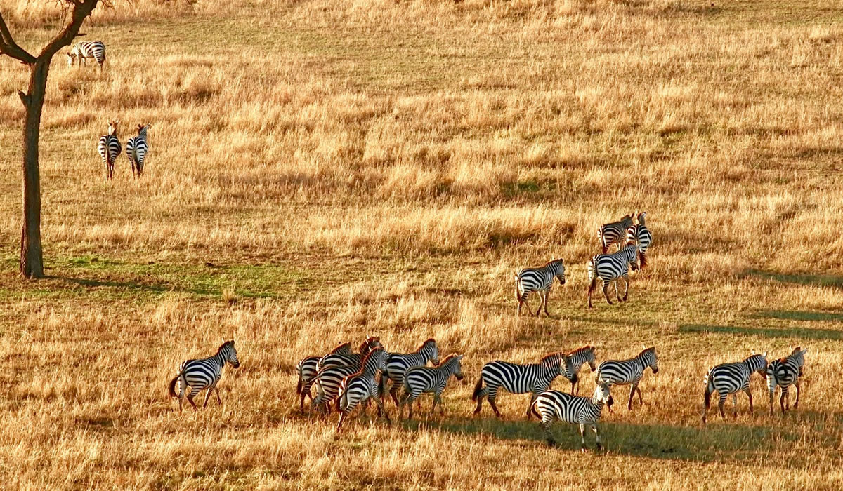 serengeti zebras