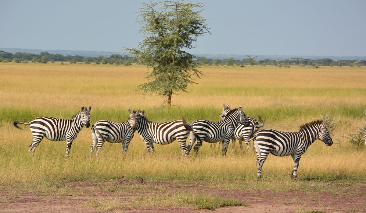 Things to do in Tanzania