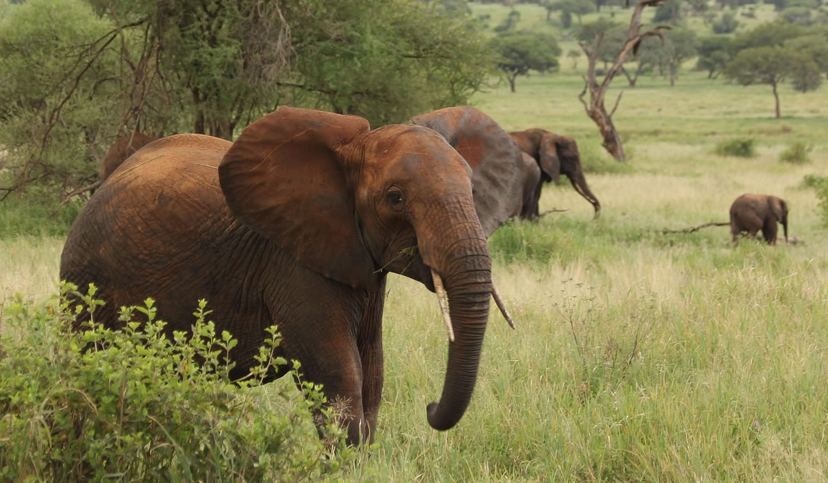 Things to do in Tanzania