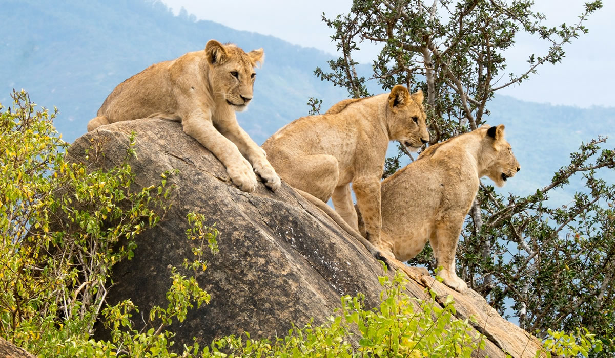 Tsavo East National Park