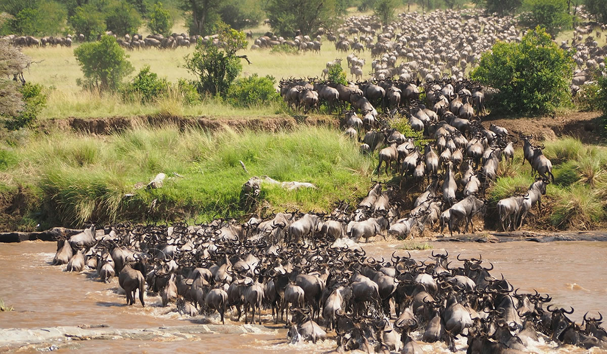 The Great Wildebeest Migration