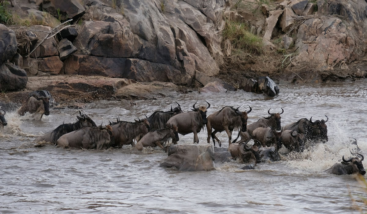 The Great Wildebeest Migration