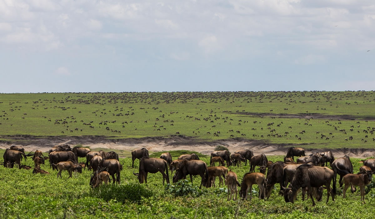 Facts About Tanzania as a Tourist Destination