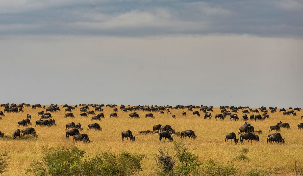 Wildebeest Migration
