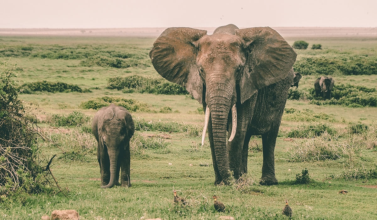 Amboseli National Park
