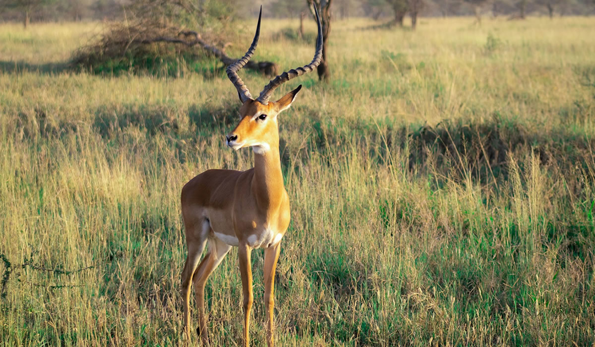 Katavi National Park