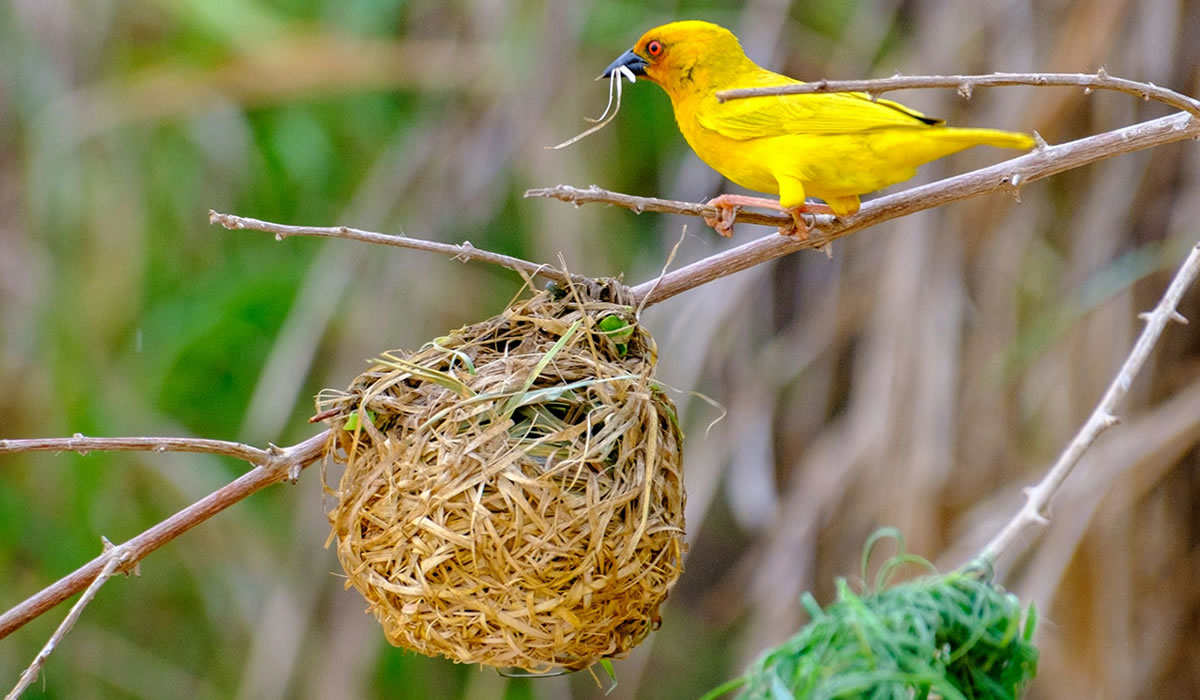 birding in Gombe Stream