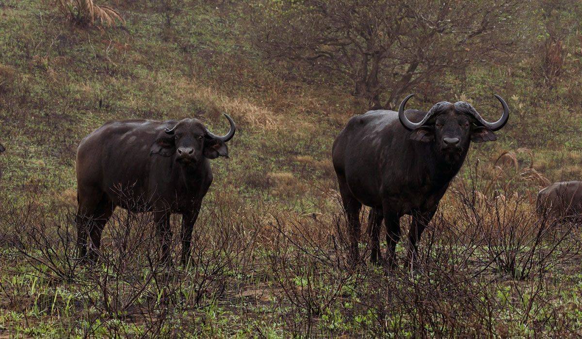 Katavi National Park